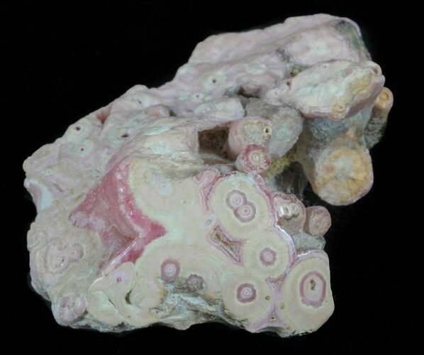 Rhodochrosite Stalactite Segment - Argentina #61760